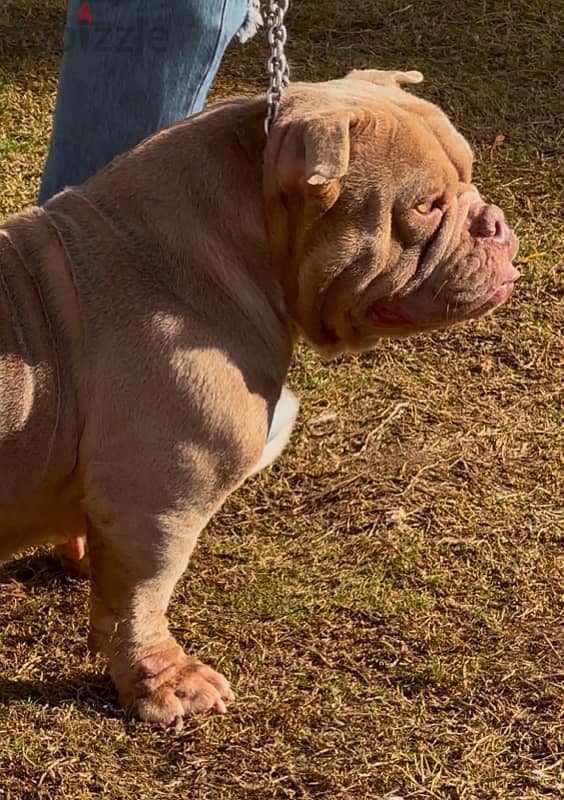 American  Bully female اقوي نتايه بولي ف مصر 2