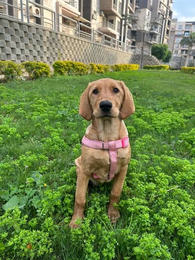 Female Golden Retriever