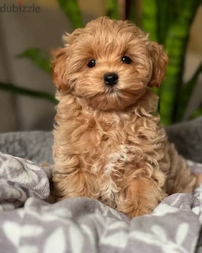 maltipoo puppies مالتيبو