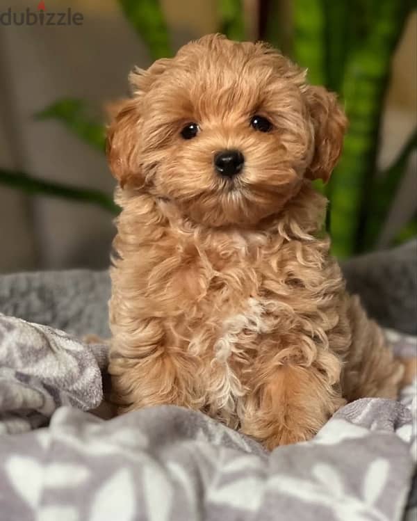 maltipoo puppies مالتيبو 0