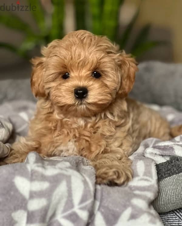 maltipoo puppies مالتيبو 1