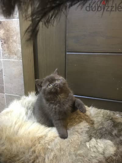 Pure British shorthair kittens for breeding and show