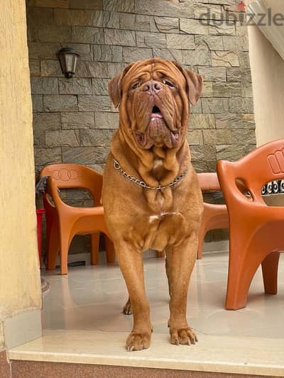 جراء french mastiff