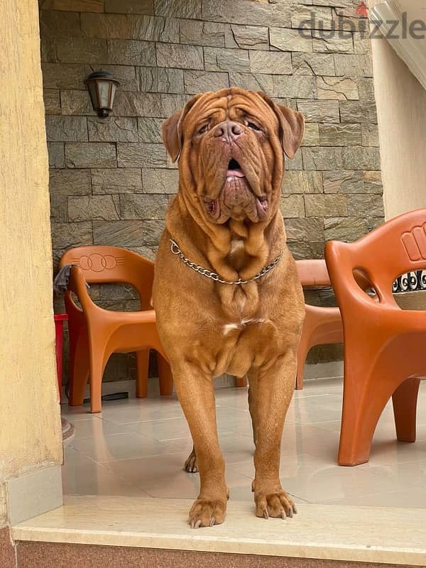 جراء french mastiff 0