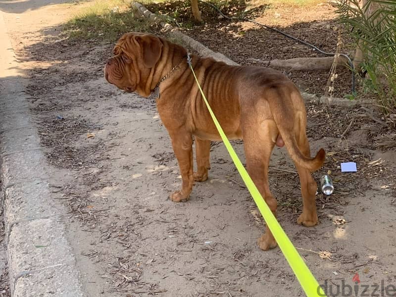 جراء french mastiff 1