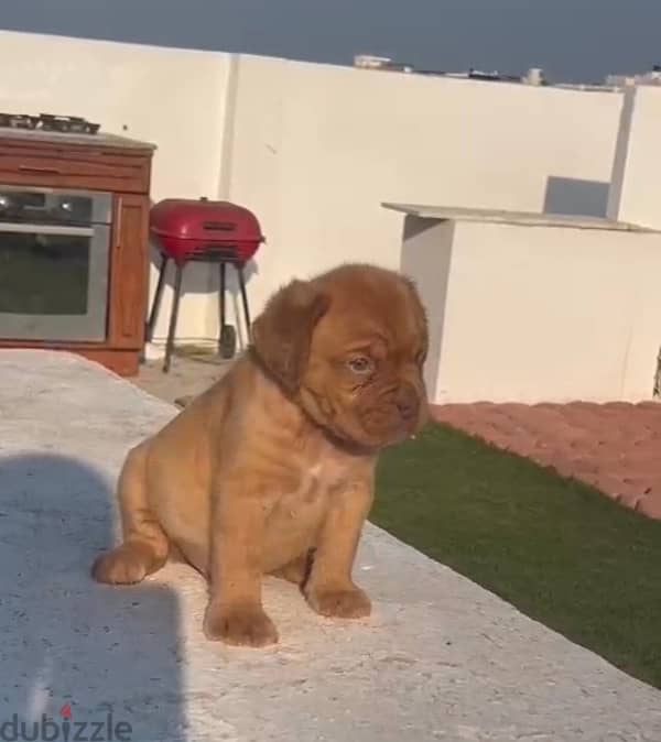 جراء french mastiff 3