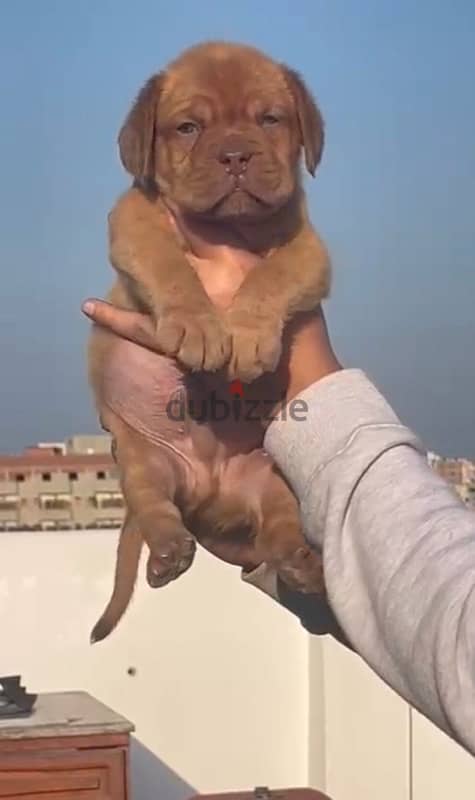 جراء french mastiff 4