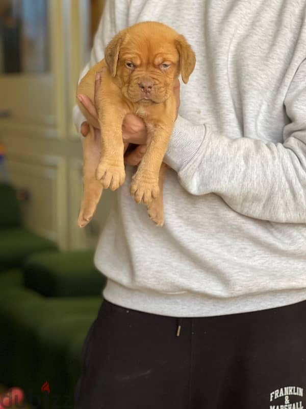 جراء french mastiff 6