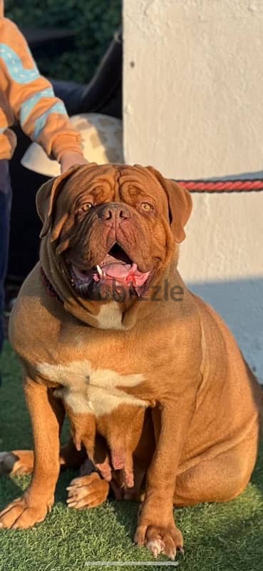 جراء french mastiff 7