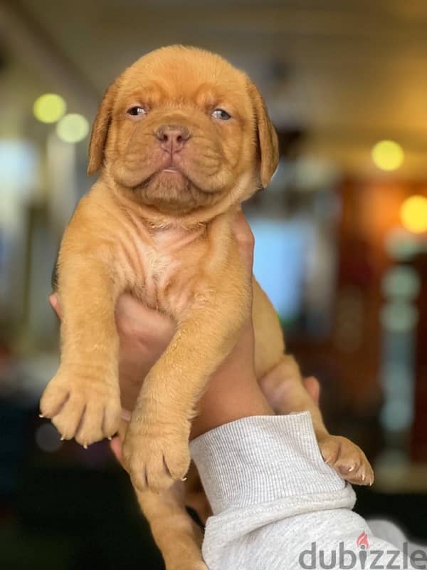 جراء french mastiff 8