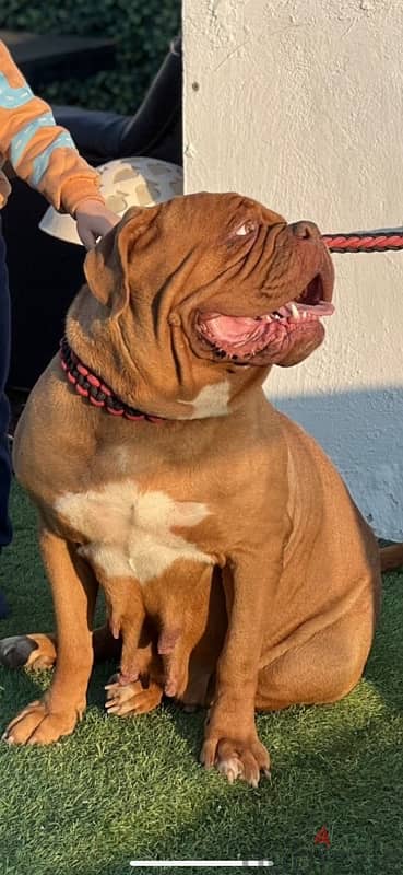 جراء french mastiff 9