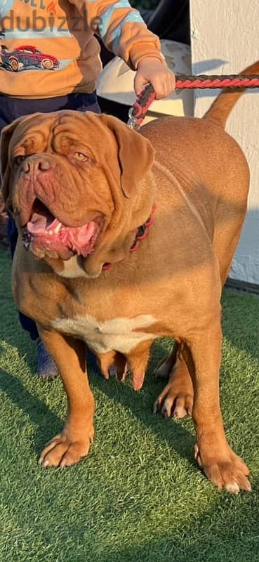 جراء french mastiff 10