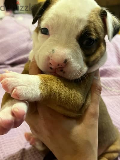 Amstaff puppies for sale