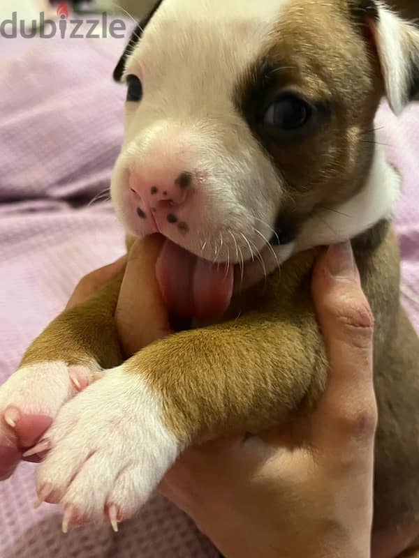 Amstaff puppies for sale 1