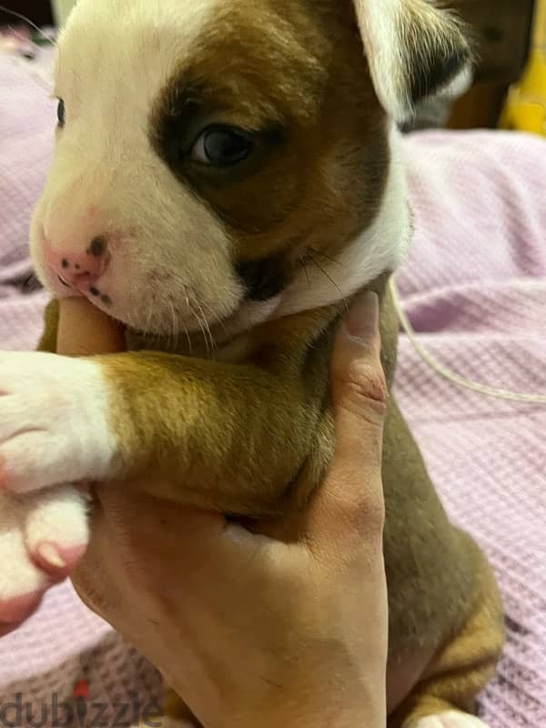 Amstaff puppies for sale 2