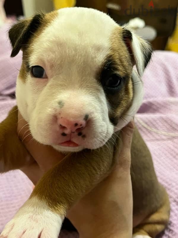 Amstaff puppies for sale 3