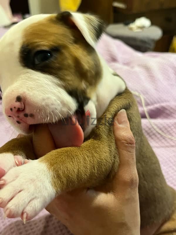 Amstaff puppies for sale 4