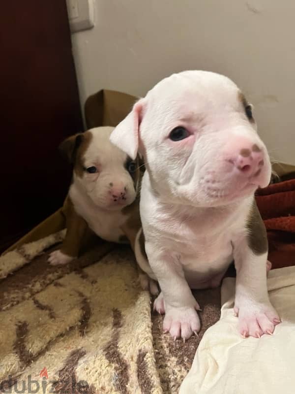 Amstaff puppies for sale 5