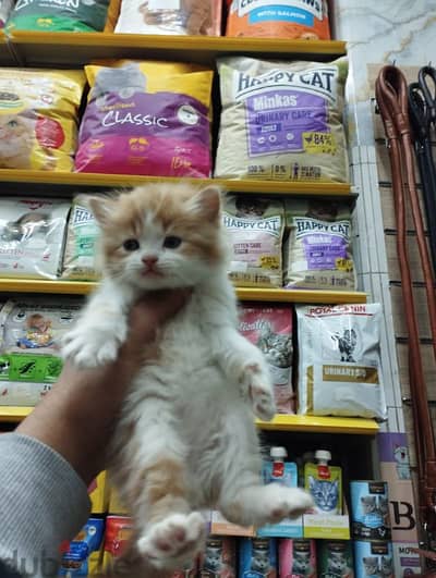 Pet'sMegaStore