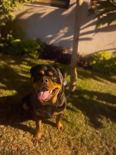 Rottweiler male for sale