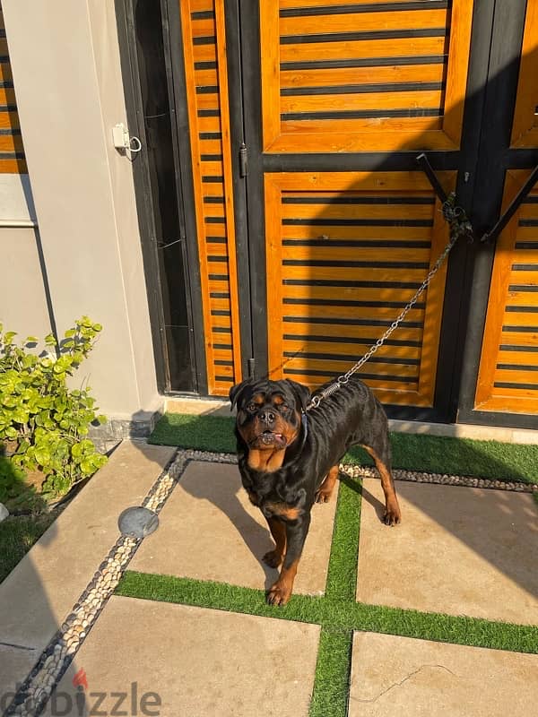 Rottweiler male for sale 2