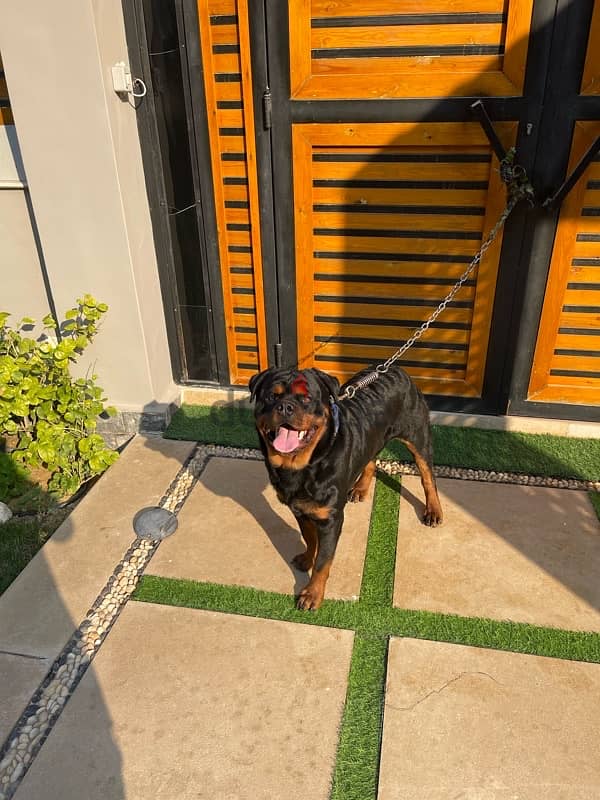 Rottweiler male for sale 3