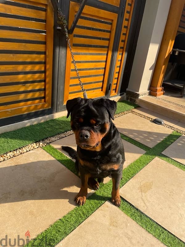 Rottweiler male for sale 4