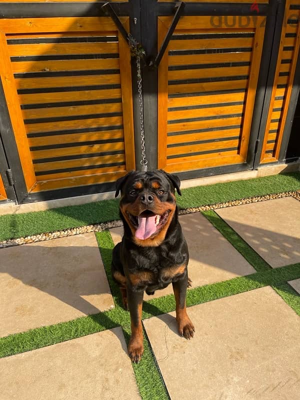 Rottweiler male for sale 5