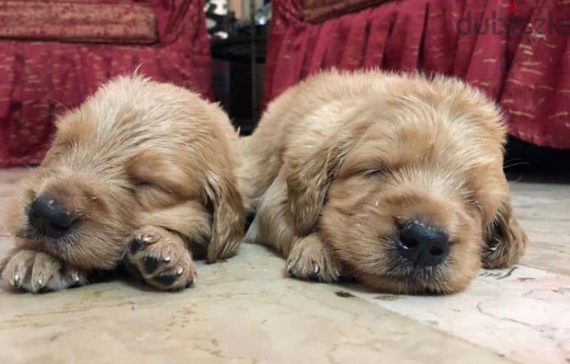 جولدن ريتريفير golden retriever puppies 0