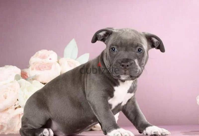 staffordshire terrier boy from Russia 3