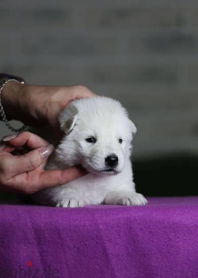 white swiss shepherd puppies from Russia