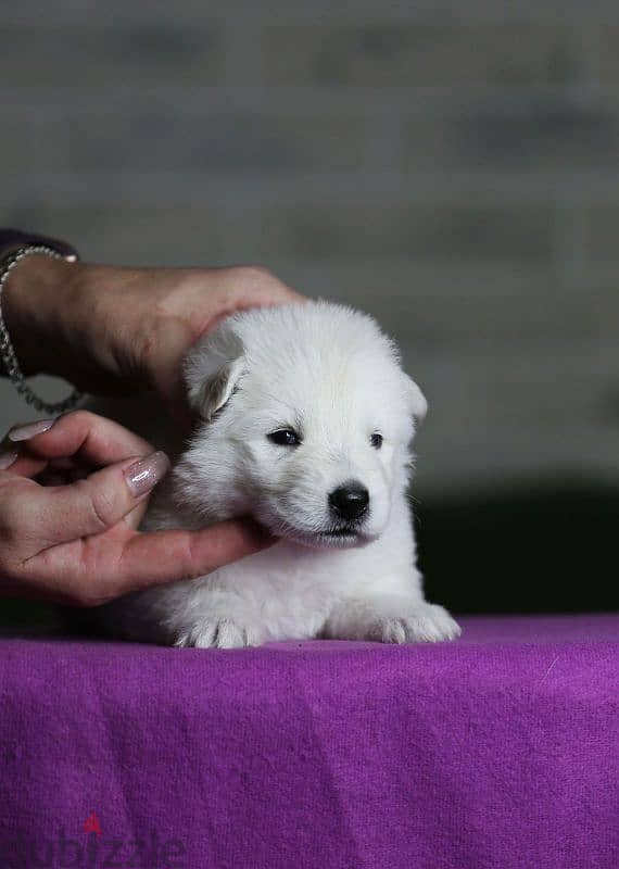 white swiss shepherd puppies from Russia 0