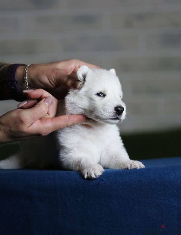 white swiss shepherd puppies from Russia 1