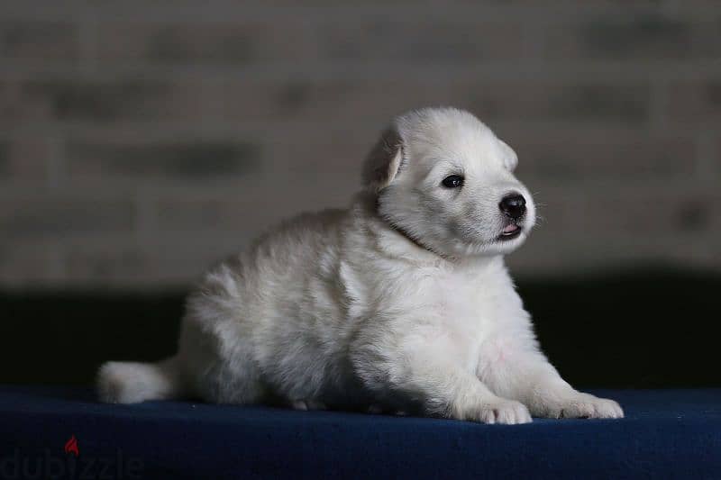 white swiss shepherd puppies from Russia 2