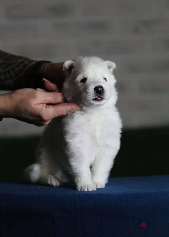 white swiss shepherd puppies from Russia 3