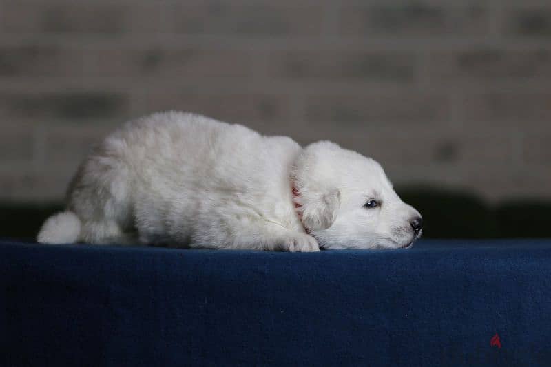 white swiss shepherd puppies from Russia 4