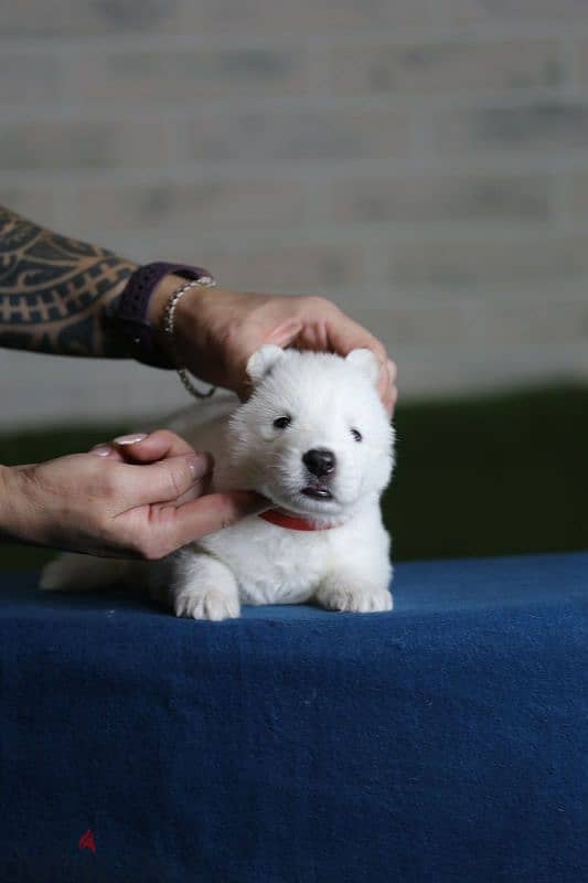 white swiss shepherd puppies from Russia 5