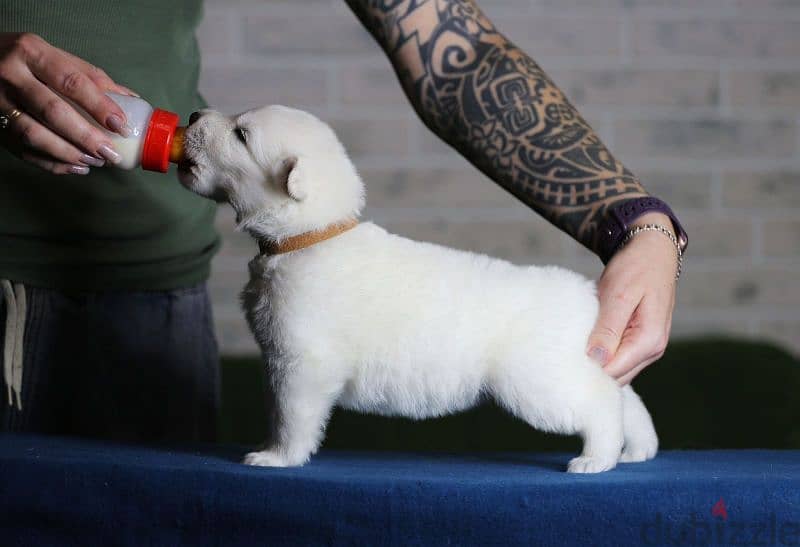 white swiss shepherd puppies from Russia 6