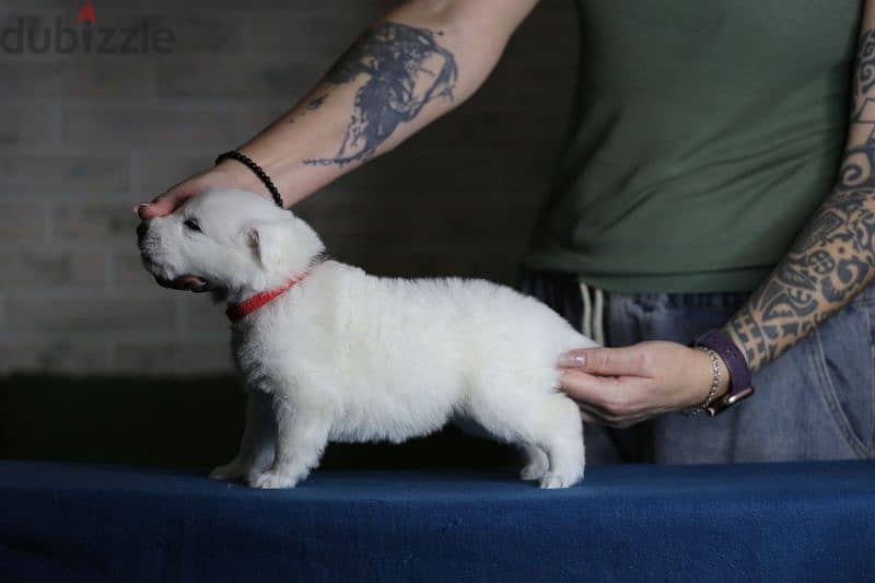 white swiss shepherd puppies from Russia 7