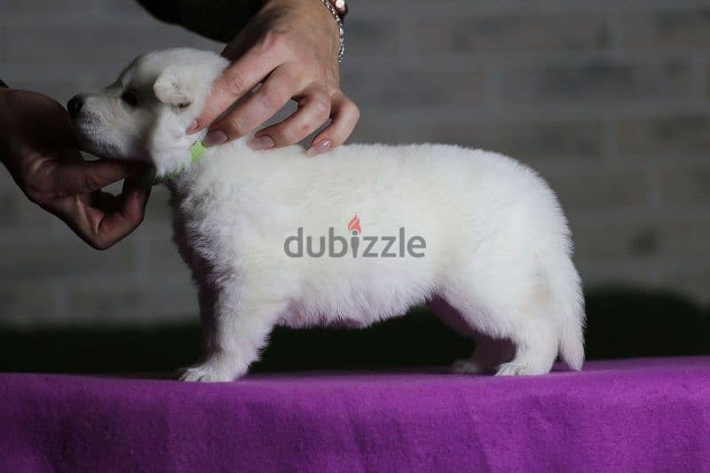 white swiss shepherd puppies from Russia 8