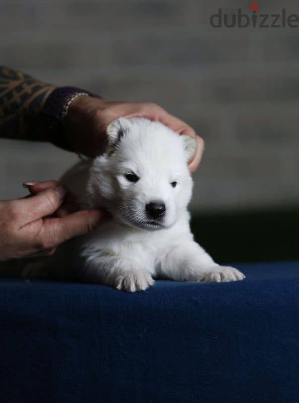 white swiss shepherd puppies from Russia 9