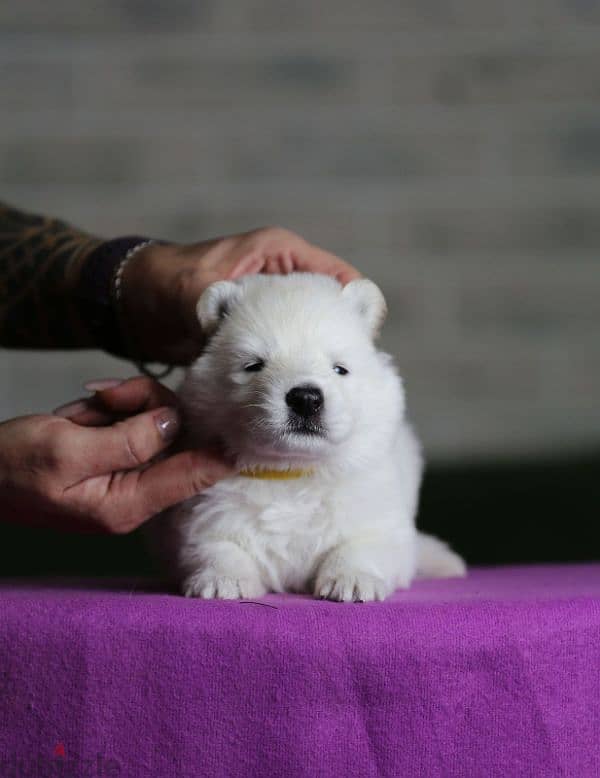 white swiss shepherd puppies from Russia 10