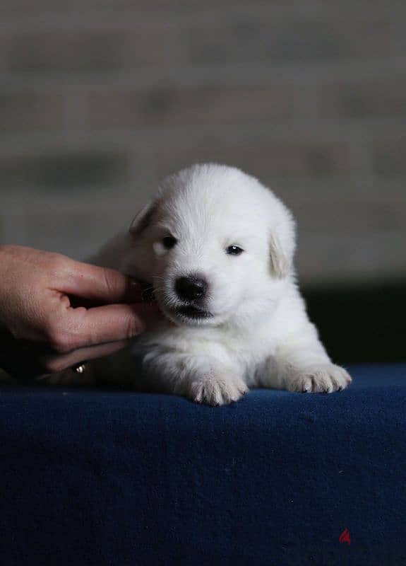 white swiss shepherd puppies from Russia 11