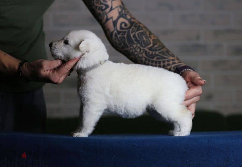 white swiss shepherd puppies from Russia 12