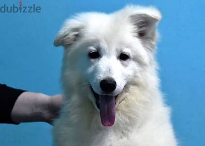 white swiss shepherd puppies female from Russia