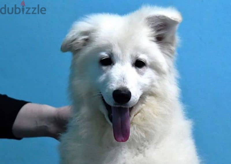 white swiss shepherd puppies female from Russia 0