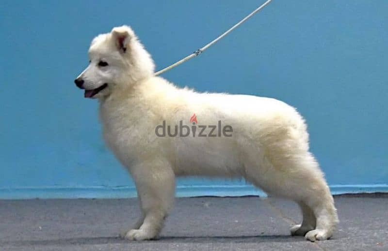 white swiss shepherd puppies female from Russia 1