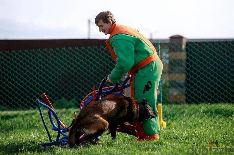 Malinois boy from Russia 5