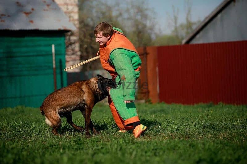 Malinois boy from Russia 6