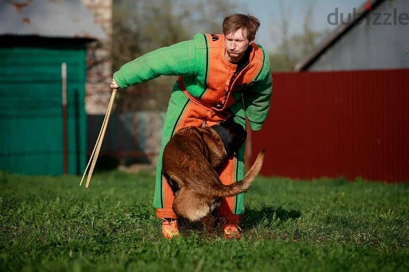 Malinois boy from Russia 7